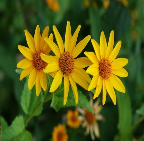 Yellow Heliopsis Flower Seeds – Heirloom Non-GMO High Germination Organic Garden Seeds