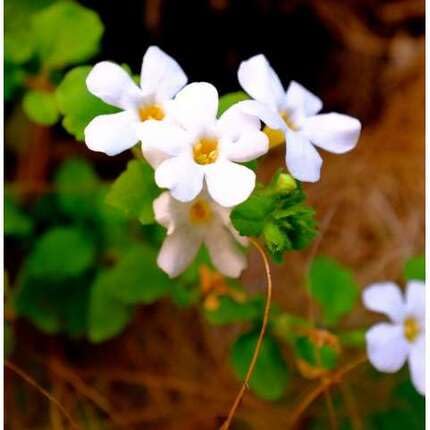 whitebacopaflowerheirloomnongmo flower seeds
