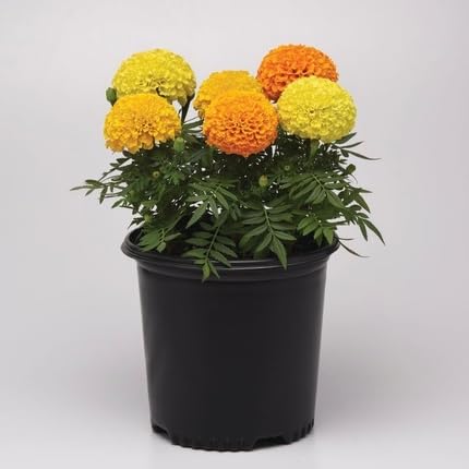 Marigold Flower Seeds – Heirloom, Non-GMO, High Germination Organic Garden Seeds for Planting
