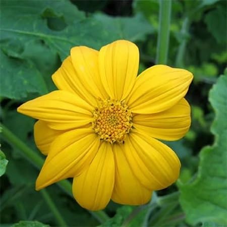 Tithonia Flower Seeds Yellow Heirloom Non-GMO High Germination Organic Garden Seeds