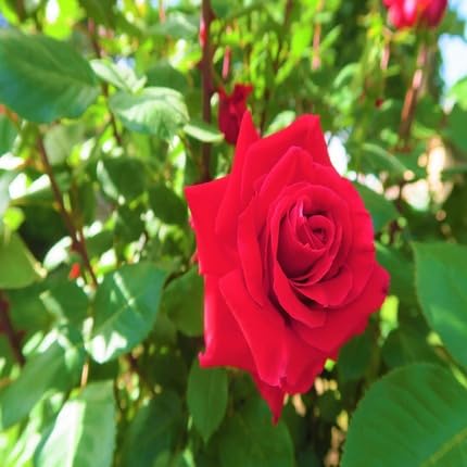 Rose Flower Seeds Red for Planting – Heirloom Non-GMO High Germination Organic Garden Seeds