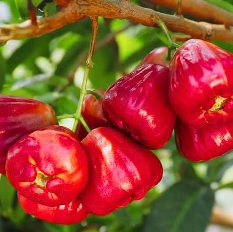 Red Rose Apple Fruit Seeds for Planting – Heirloom Non-GMO High Germination Organic Garden Seeds