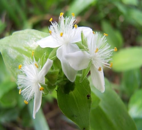Tradescantia Flower Seeds – Heirloom, Non-GMO, High Germination Organic Seeds