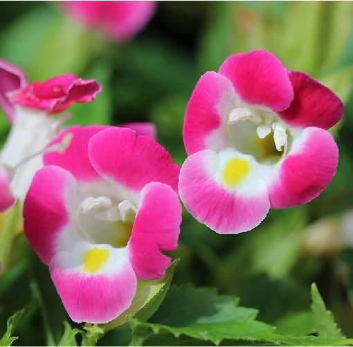 Pink Torenia Flower Seeds – Heirloom, Non-GMO, High Germination Organic Seeds