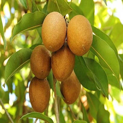 Sapodilla Seeds – Heirloom, Non-GMO, High Germination Organic Garden Seeds