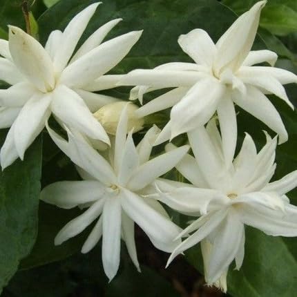 White Mogra Seeds for Planting Heirloom Non-GMO High Germination Organic Garden Seeds