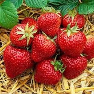 Strawberry Seeds – Heirloom, Non-GMO, High Germination Organic Garden Seeds
