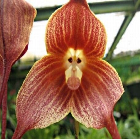brown monkey flower seeds