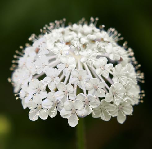 White Didiscus Flower Seeds – Heirloom Non-GMO High Germination