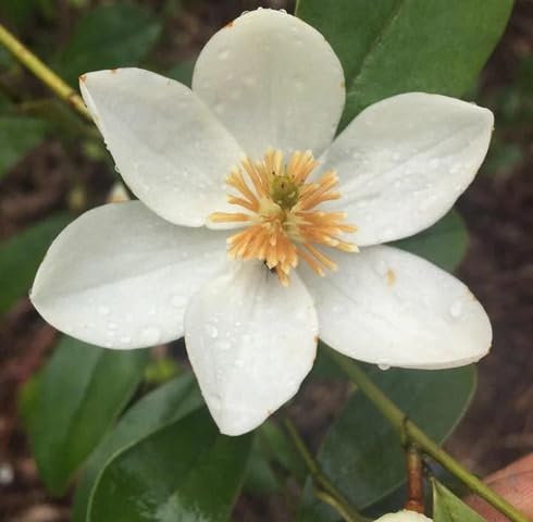 White Michelia Flower Seeds for Planting Heirloom Non-GMO High Germination Organic Garden Seeds