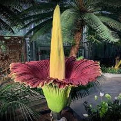 Yellow Corpse Flower Seeds – Heirloom, Non-GMO, High Germination Organic Garden Seeds