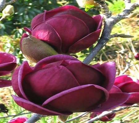 magnolia flower flower seeds