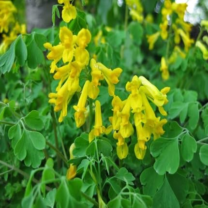 corydalis flower flower seeds