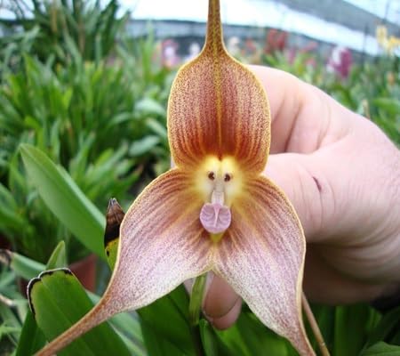 Monkey Face Orchid Flower Seeds – Heirloom, Non-GMO, High Germination Organic Garden Seeds for Planting