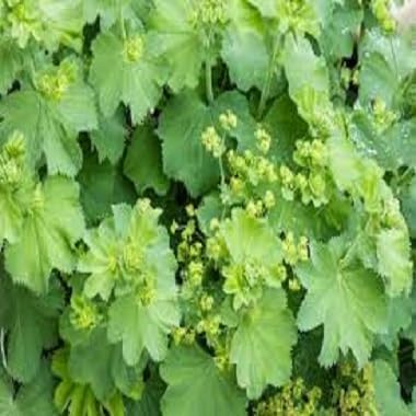 Green Coat Seeds Erbstück, gentechnikfrei, hohe Keimfähigkeit, Bio-Gartensamen