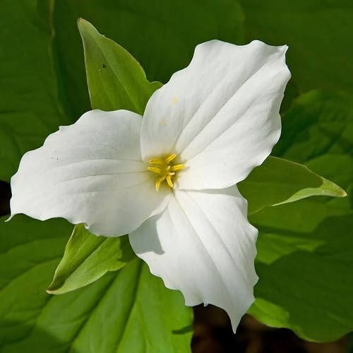 White Trillium Erectum Flower Seeds Heirloom Non-GMO High Germination Organic Garden Seeds for Planting