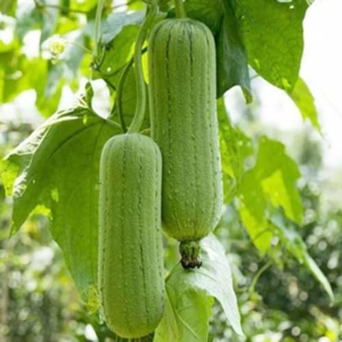 Green Luffa Gourd Seeds – Heirloom, Non-GMO, High Germination Organic Garden Seeds Planting
