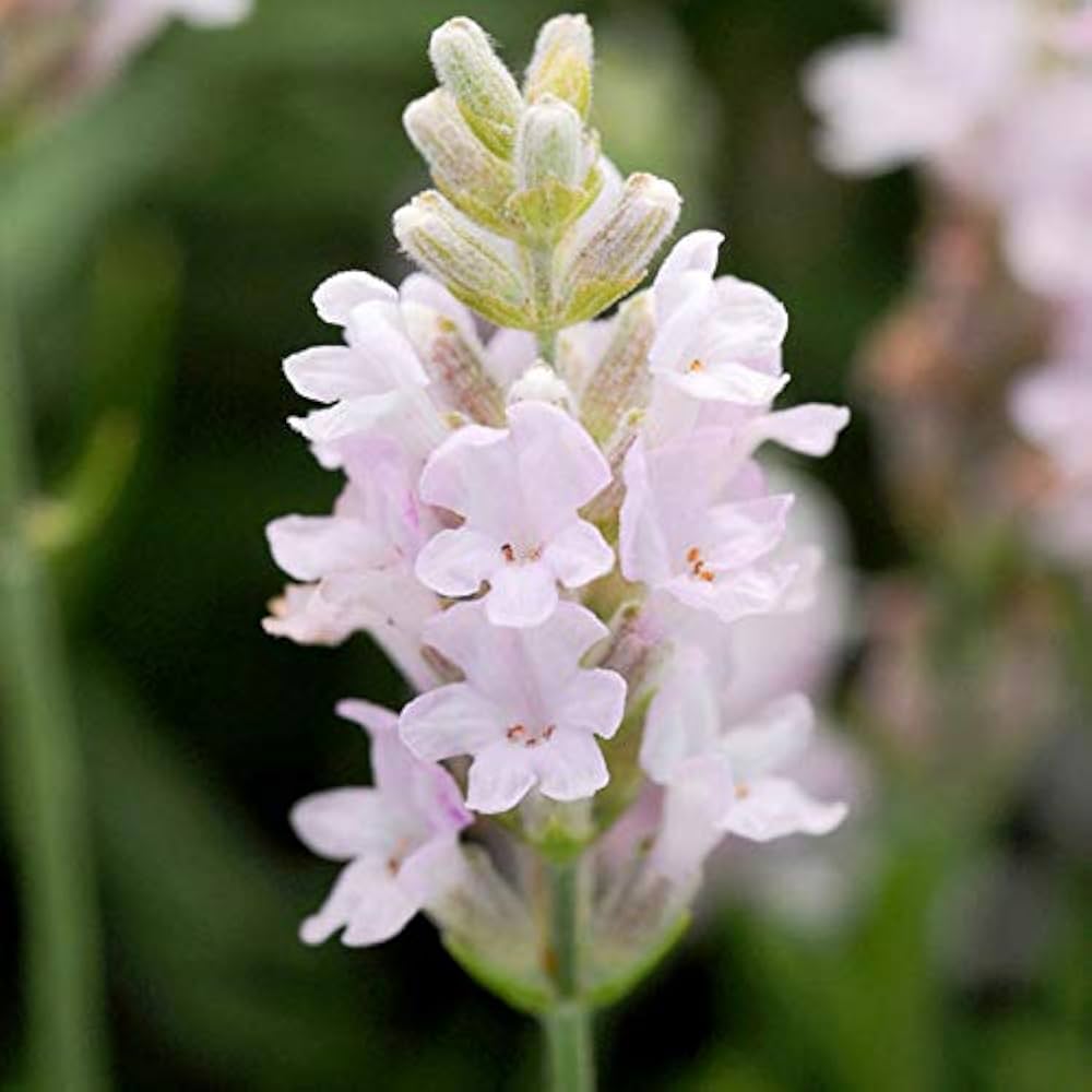 lavender pink flower seeds