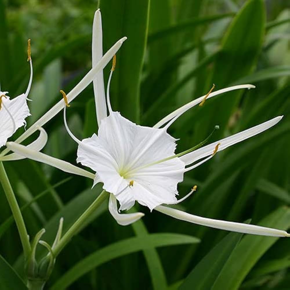 Semillas de Crinum Blancas para Sembrar – Semillas Herencia No Modificadas Genéticamente de Alta Germinación