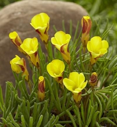 Yellow Oxalis Versicolor Flower Seeds Heirloom Non-GMO High Germination Organic Seeds