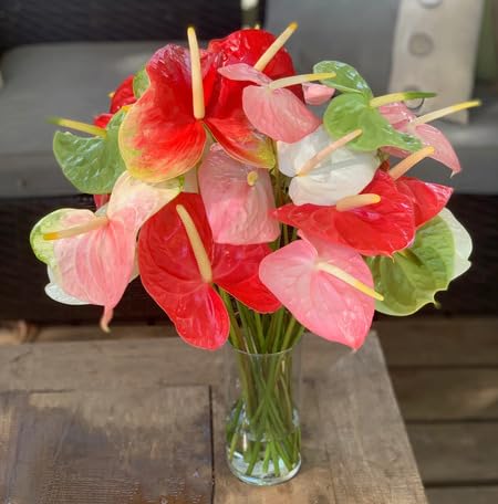 Mixed Anthurium Flower Seeds for Planting – Heirloom Non-GMO High Germination Seeds