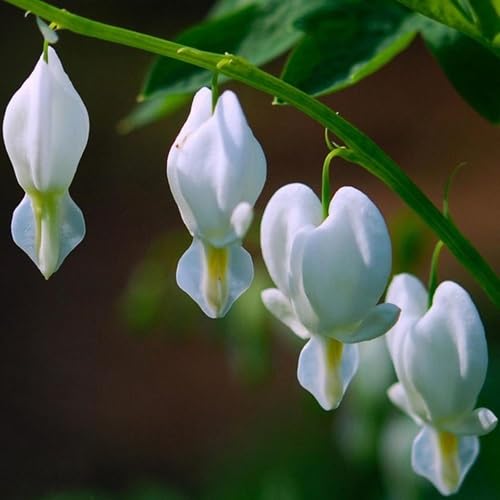 White Bleeding Heart Flowers Seeds – Heirloom, Non-GMO, High Germination Organic Garden Seeds for Planting