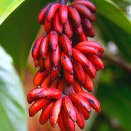 Banana Melon Fruit Seeds Red – Heirloom, Non-GMO, High Germination Organic Garden Seeds