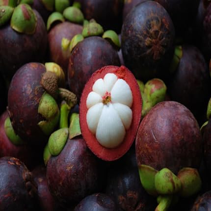 Maroon Mangosteen Seeds – Heirloom, Non-GMO, High Germination Organic Garden Seeds