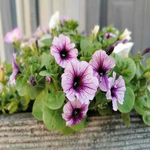 Petunia Flower Seeds Pink Purple Heirloom Non-GMO High Germination Organic Garden Seeds for Planting
