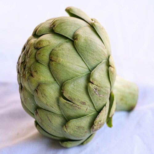 Green Artichoke – Heirloom, Non-GMO, High Germination Organic Garden Seeds Planting