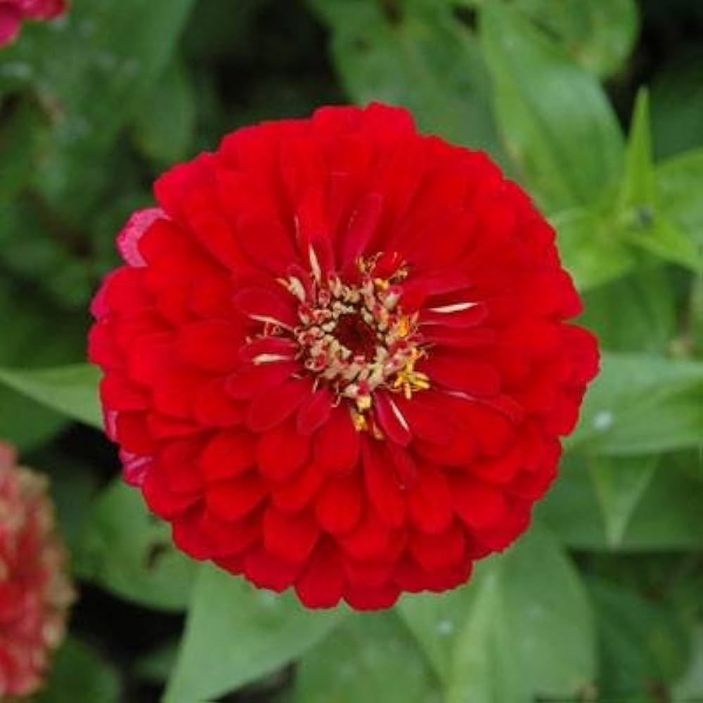 red zinnia flower seeds
