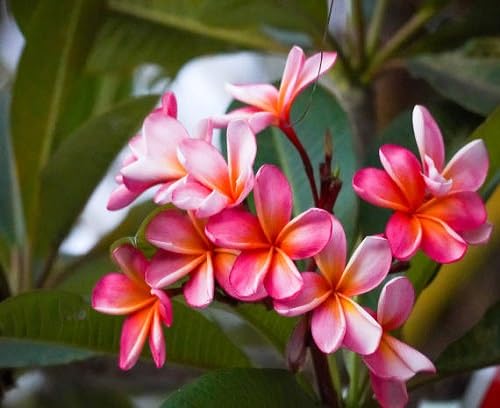 Frangipani Flower Seeds – Heirloom, Non-GMO, High Germination Organic Garden Seeds for Planting