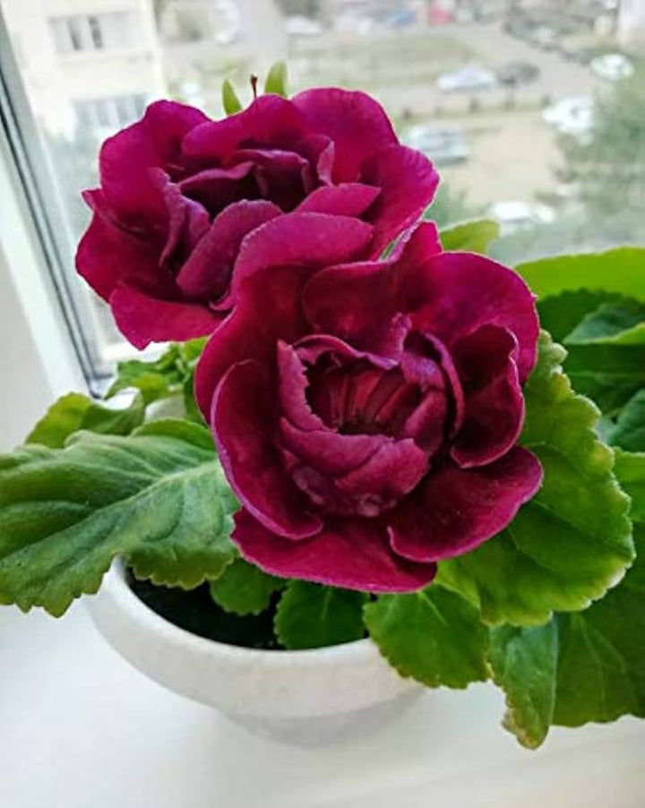 Maroon Gloxinia Flower Seeds – Heirloom, Non-GMO, High Germination Seeds