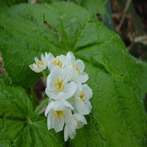White Skeleton Flowers Seeds for Planting – Heirloom, Non-GMO, High Germination Organic Garden Seeds