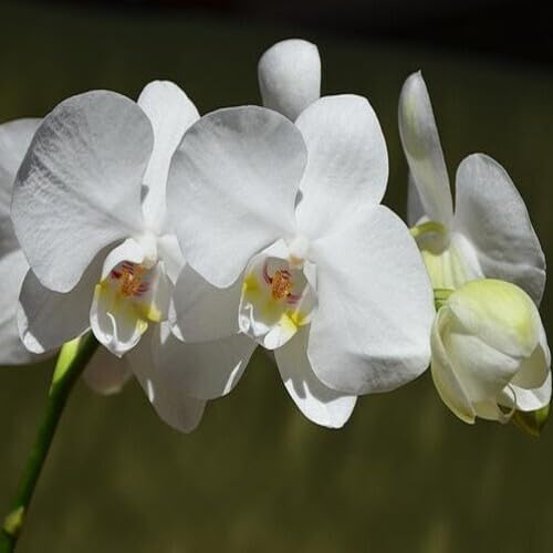 white orchid flower seeds
