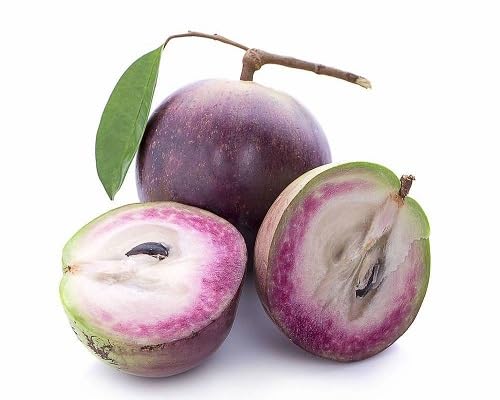 Caimito Seeds Purple – Heirloom, Non-GMO, High Germination Organic Garden Seeds
