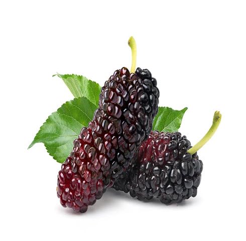 Black Red Mulberry Fruit Seeds for Planting – Heirloom Non-GMO High Germination Organic Garden Seeds