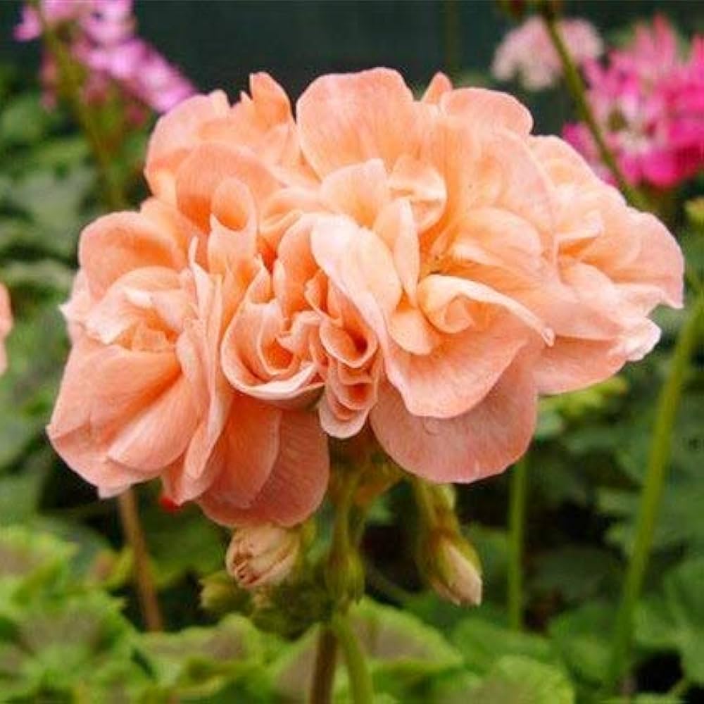 geranium bonsai flower seeds