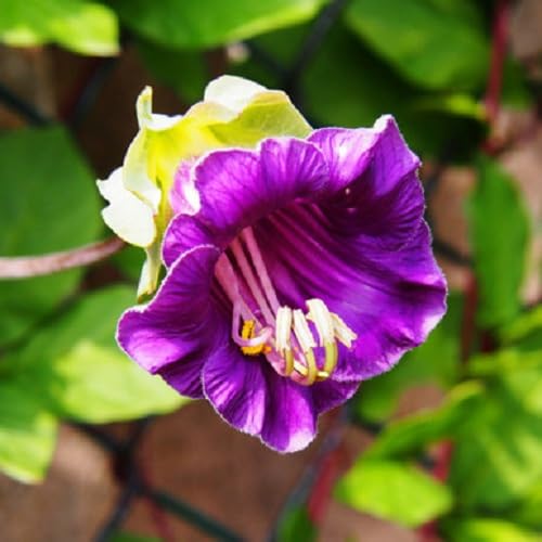 violetcobaeaflowerheirloomnongmo flower seeds