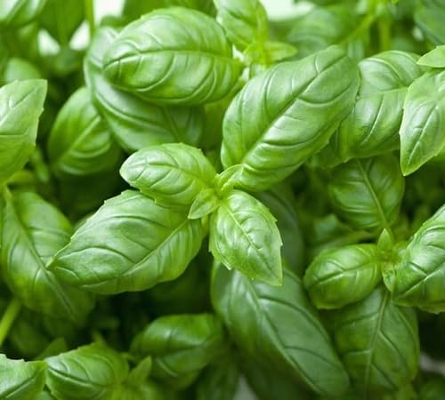 Basil Plant Seeds Heirloom Non-GMO High Germination Organic Garden Seeds for Planting