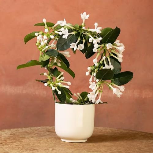 white stephanotis flower seeds