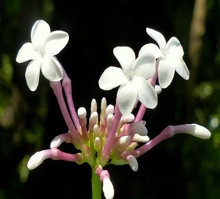 Serpentina White Flower Seeds for Planting – Heirloom, Non-GMO, High Germination Organic Garden Seeds
