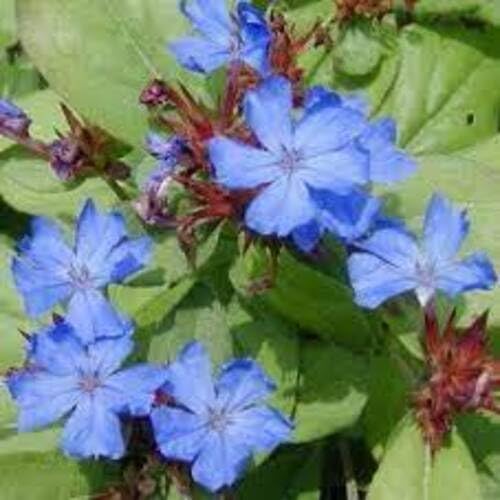 Purple Ceratostigma Plumbaginoides Flower Seeds – Heirloom, Non-GMO, High Germination Organic Garden Seeds for Planting