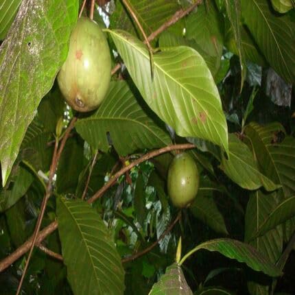 Semillas de Borojó Verde Cimarrón No OGM Alta Germinación Semillas Orgánicas de Jardín para Sembrar