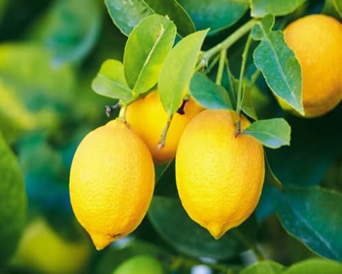 Lemon Fruit Seeds – Heirloom, Non-GMO, High Germination Organic Garden Seeds