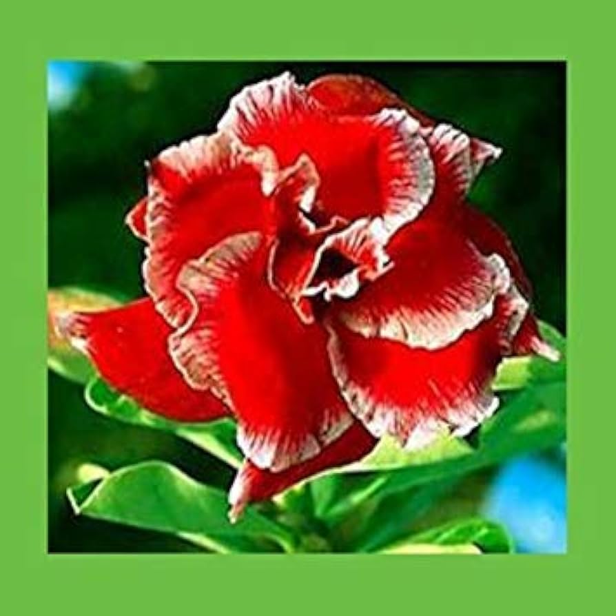 red white flower seeds