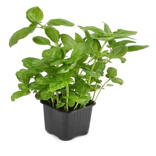 Basil Plant Seeds Green Heirloom Non-GMO High Germination Organic Garden Seeds for Planting