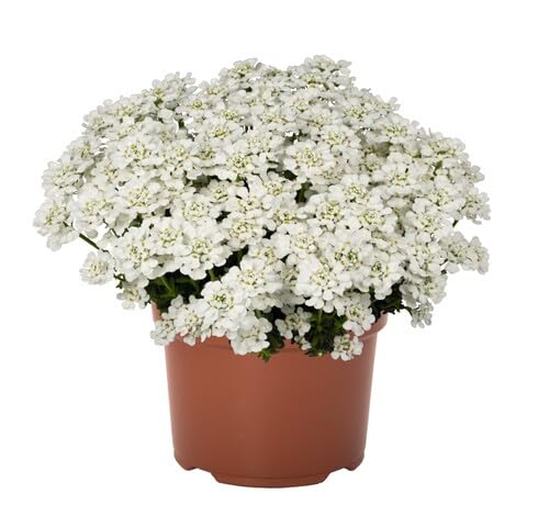 White Iberis Flower Seeds Heirloom Non-GMO High Germination Organic Garden Seeds for Planting