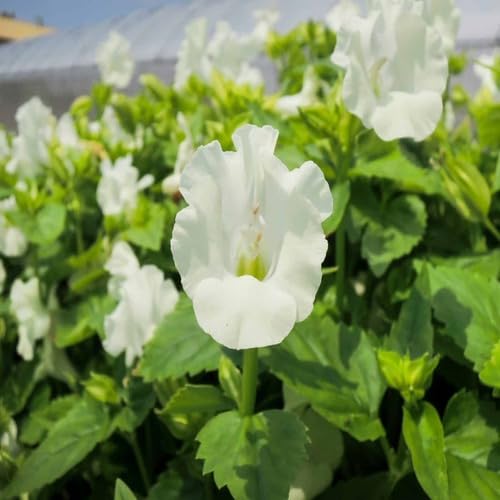 White Torenia Flower Seeds Heirloom Non-GMO High Germination Organic Garden Seeds for Planting