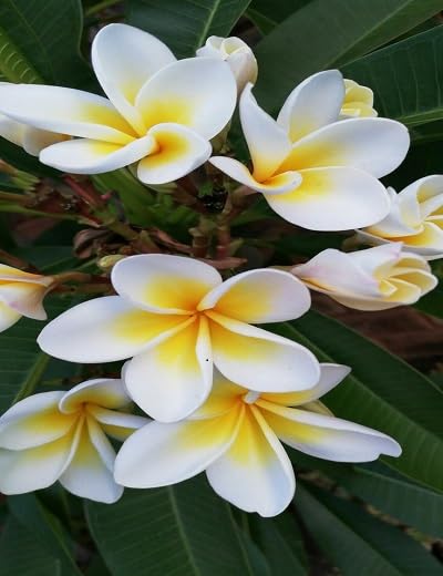 White Plumeria Flower Seeds for Planting – Heirloom, Non-GMO, High Germination